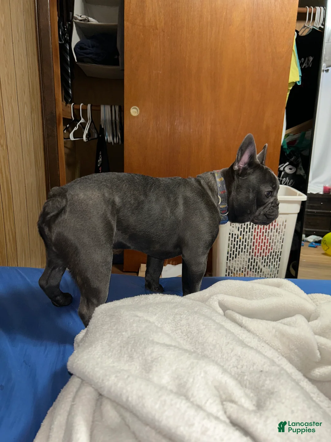 French Bulldog dogs for sale: French Bulldog Puppy 1 - Ad 3