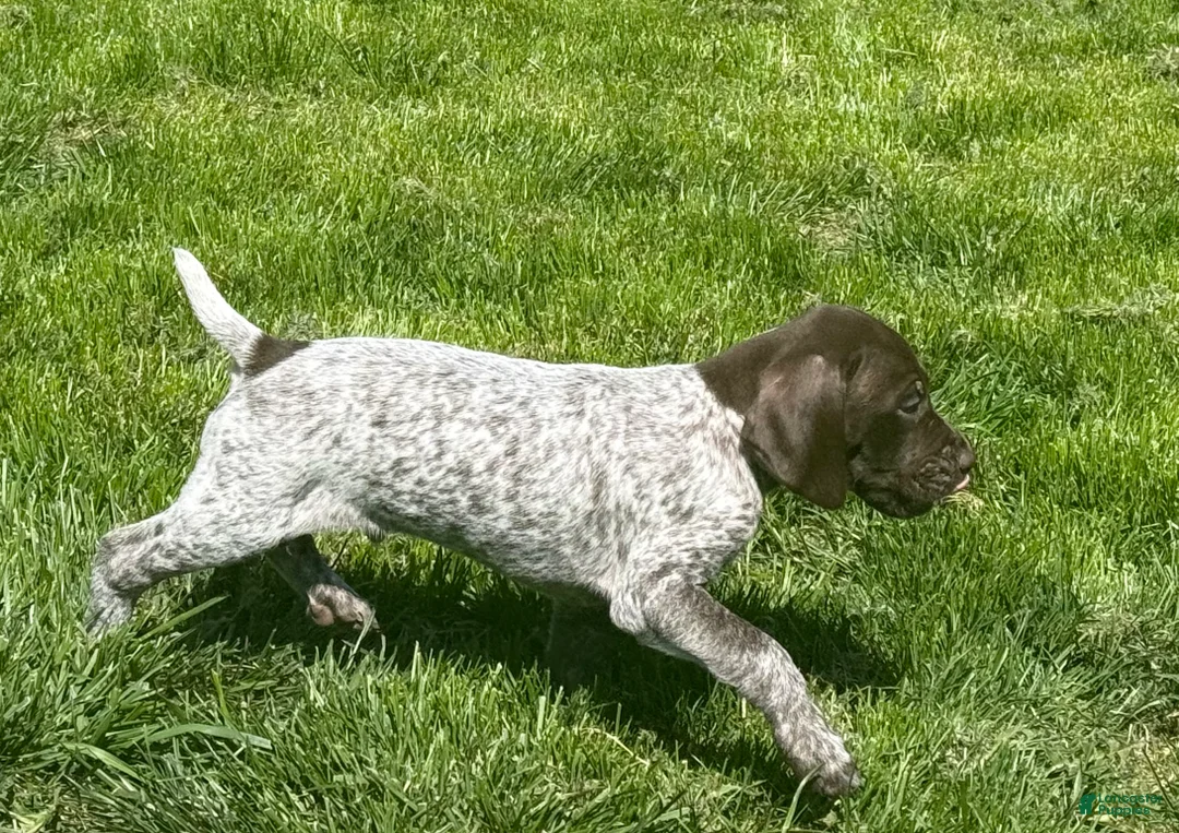 German Shorthaired Pointer dogs for sale: German Shorthaired Pointer Puppy 1 - Ad 2