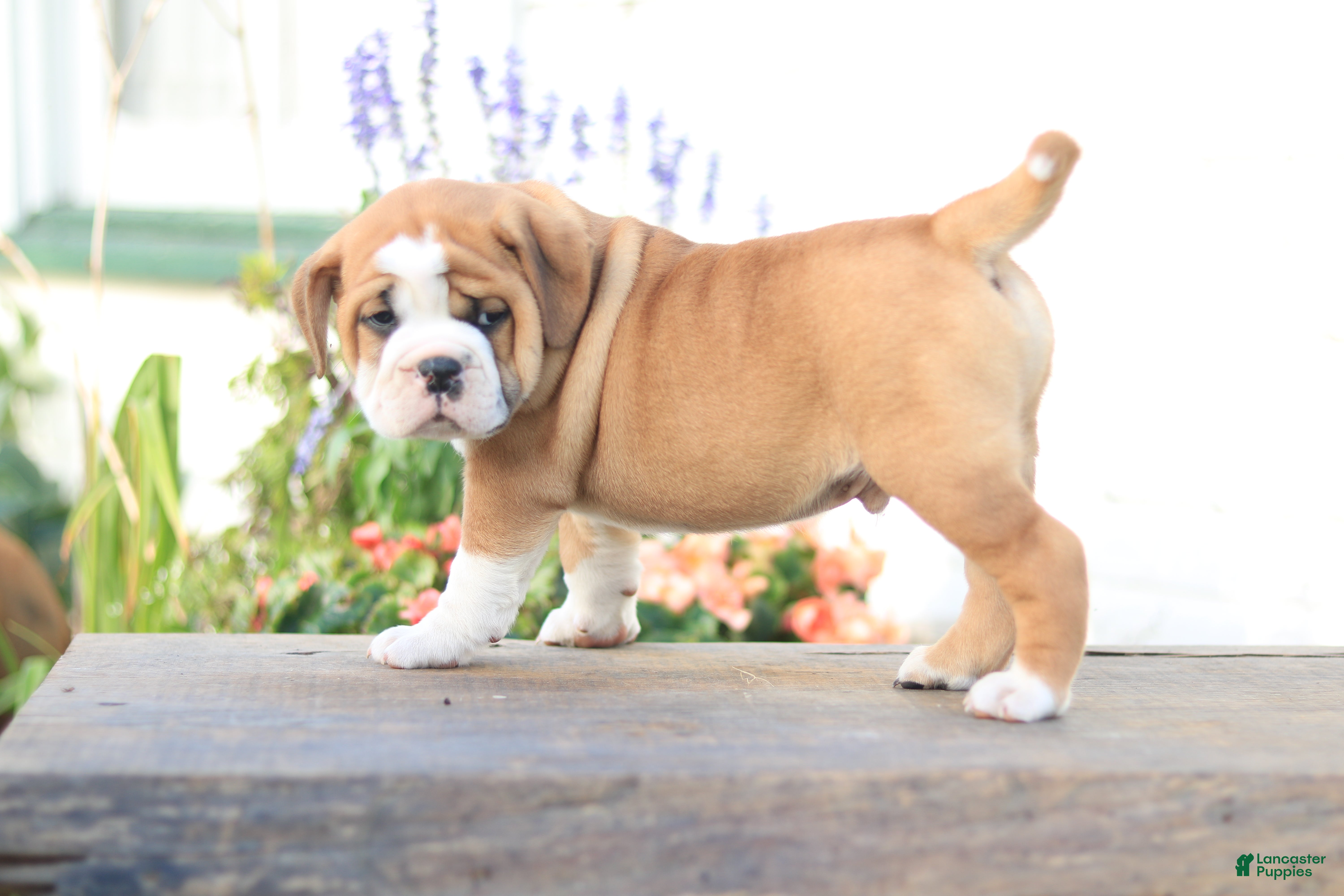 Beabull dogs Lion - Ad 34
