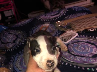 Mixed Breed dogs Lambo - Ad 36