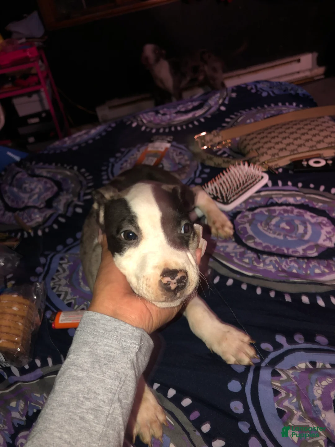 Mixed Breed dogs for sale: Lambo - Ad 1