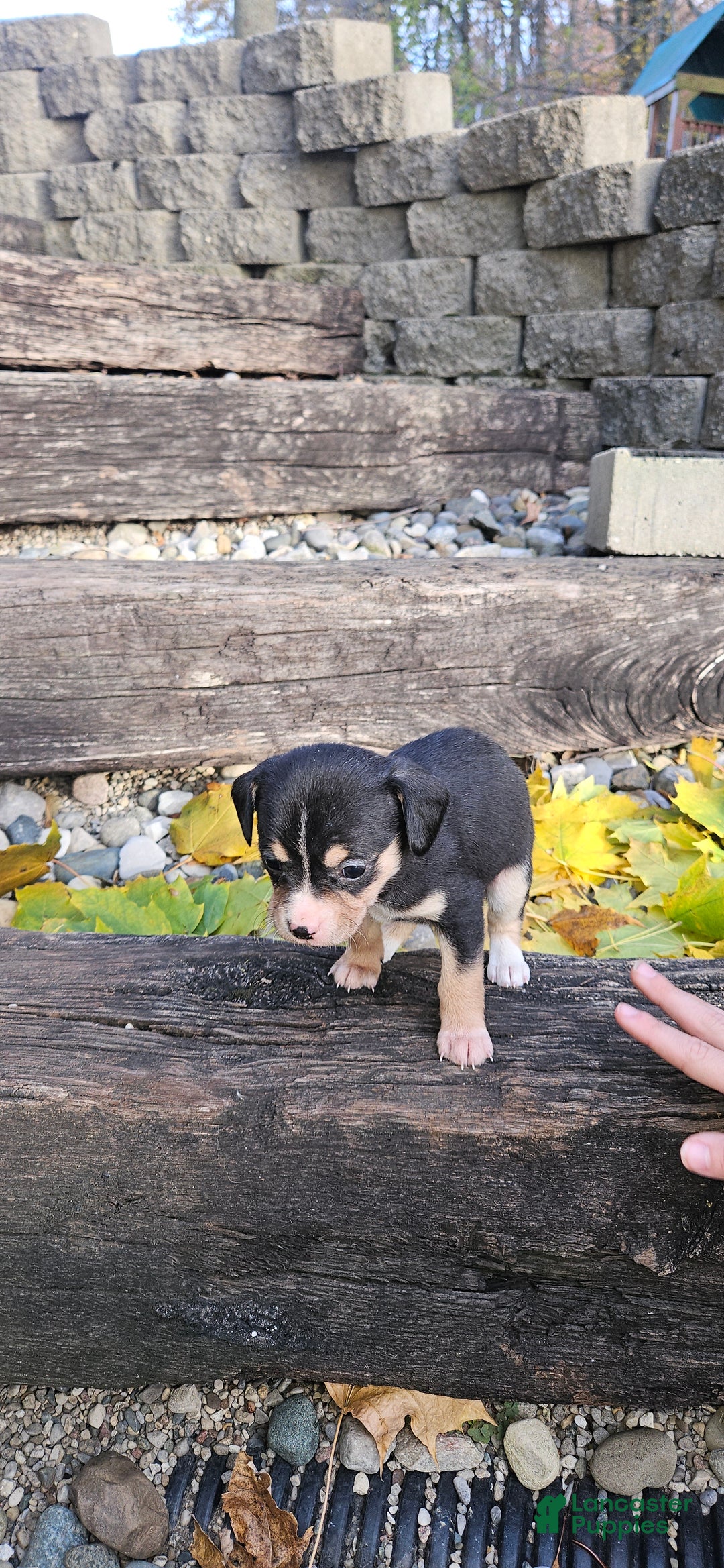 Mixed Breed dogs for sale: Bella  - Ad 8