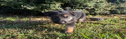 German Shepherd dogs for sale: Daffodil - Ad 2