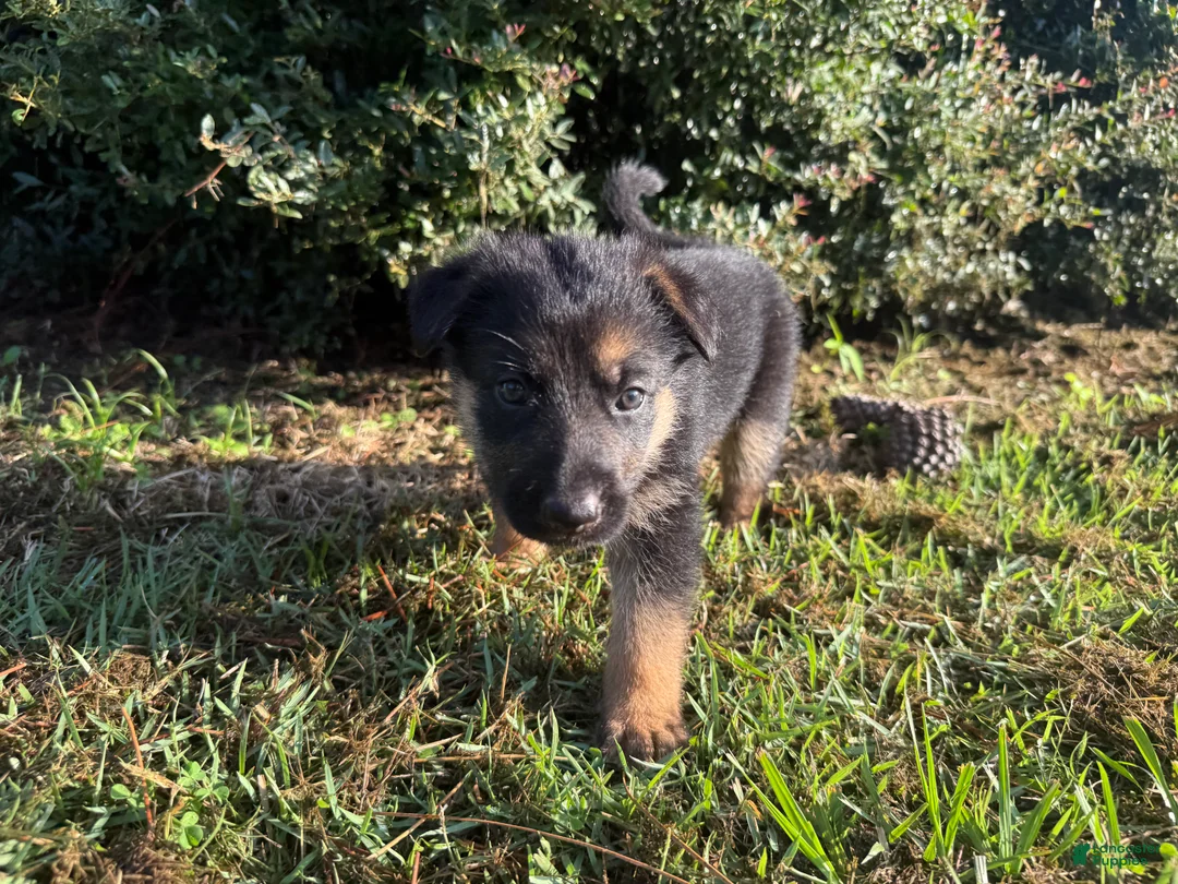 German Shepherd dogs for sale: Daffodil - Ad 2