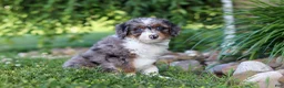 Mini Bernedoodle dogs for sale: Dylan - Ad 8