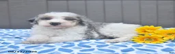 Bichpoo dogs for sale: Star - Ad 4