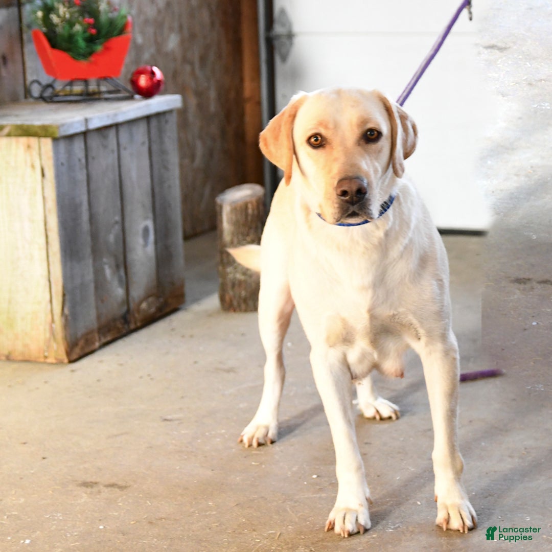 Labrador Retriever dogs for sale: Starlight - Ad 6