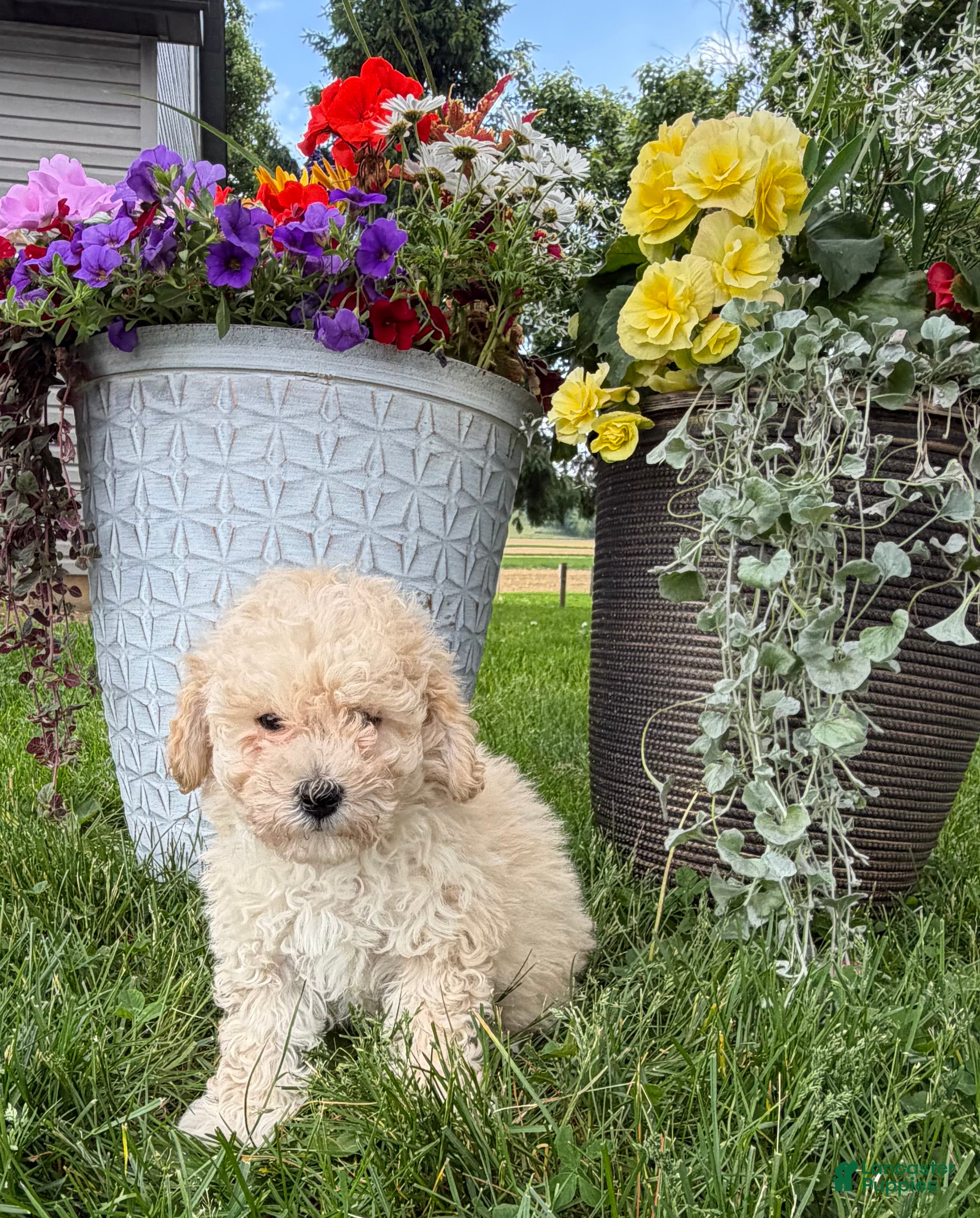 Bichpoo dogs Ellie - Ad 2