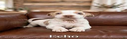 Mixed Breed dogs for sale: Gunner - Ad 6