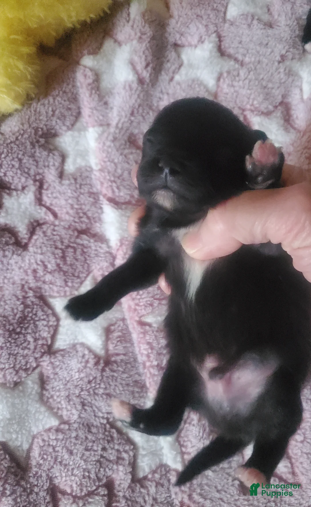 Pomeranian dogs for sale: Pomeranian Puppy 1 - Ad 1