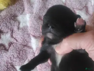 Pomeranian dogs Pomeranian Puppy 1 - Ad 10