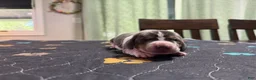 Basset Hound dogs for sale: Jaun Carlos- yellow - Ad 5