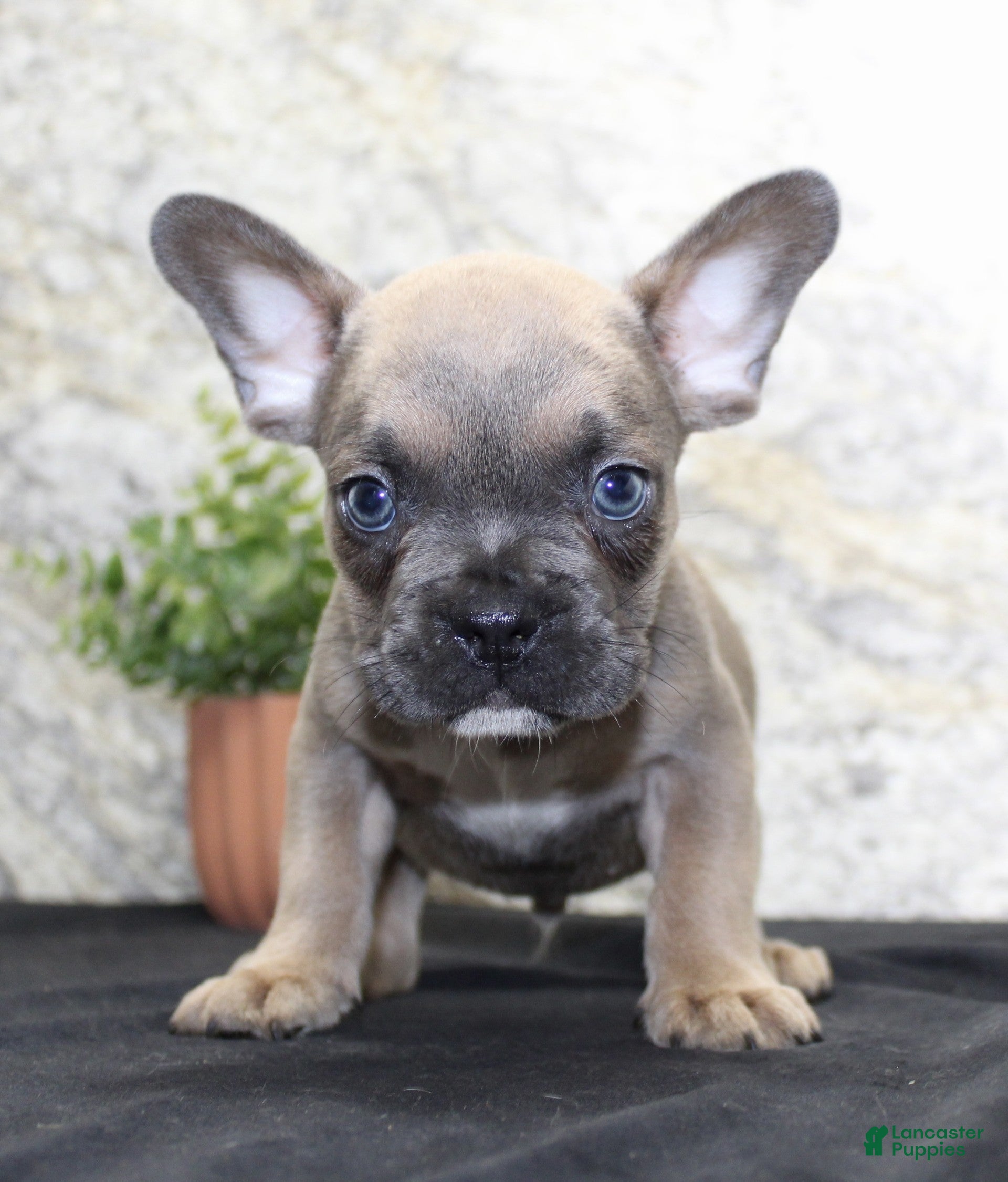 French Bulldog dogs Toby - Ad 2