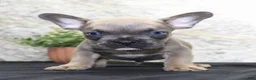 French Bulldog dogs for sale: Toby - Ad 2