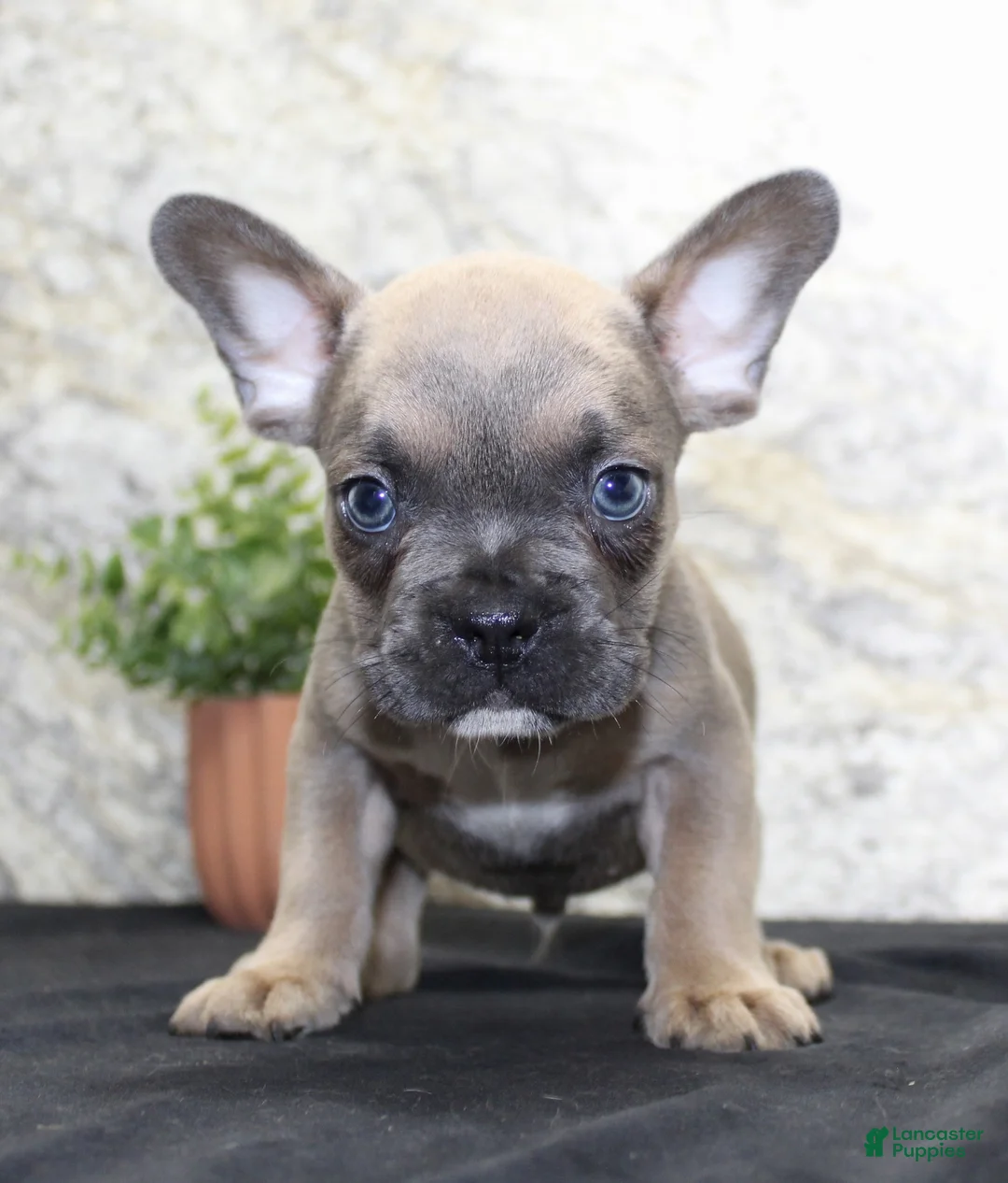 French Bulldog dogs for sale: Toby - Ad 2