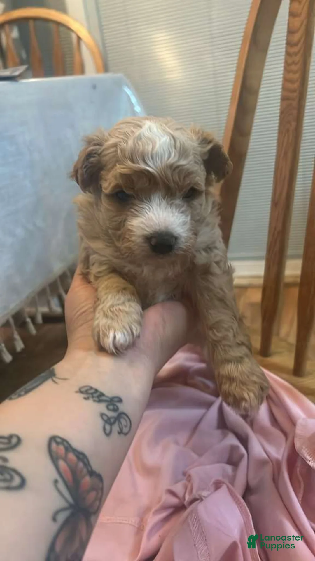 Shihpoo dogs for sale: Shihpoo Puppy 1 - Ad 6