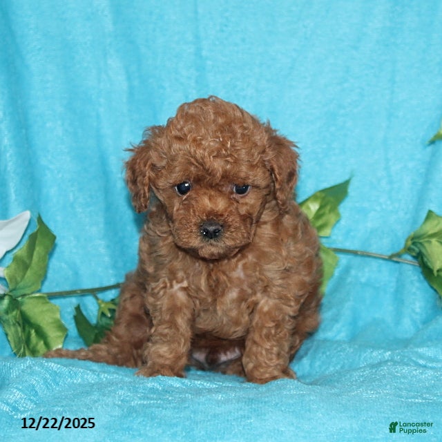 Toy Poodle dogs Rascal - Ad 26