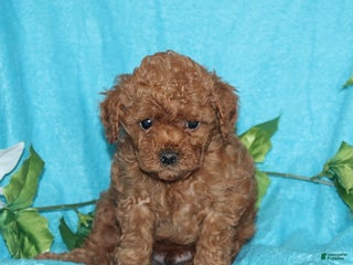 Toy Poodle dogs Rascal - Ad 26