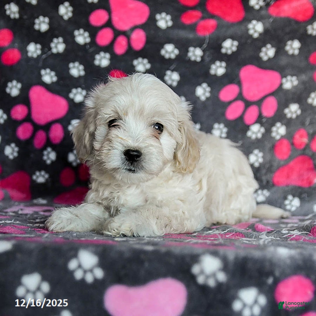 Mixed Breed dogs for sale: Hazel - Ad 5