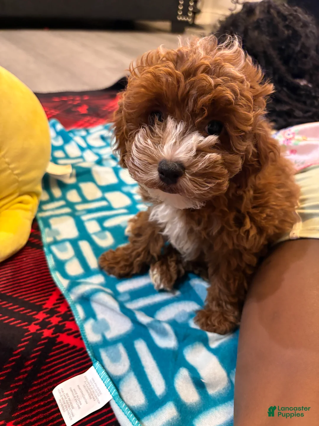 Mixed Breed dogs for sale: BERRY  - Ad 9