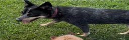 Australian Cattle Dog dogs for sale: Georgie Girl - Ad 37