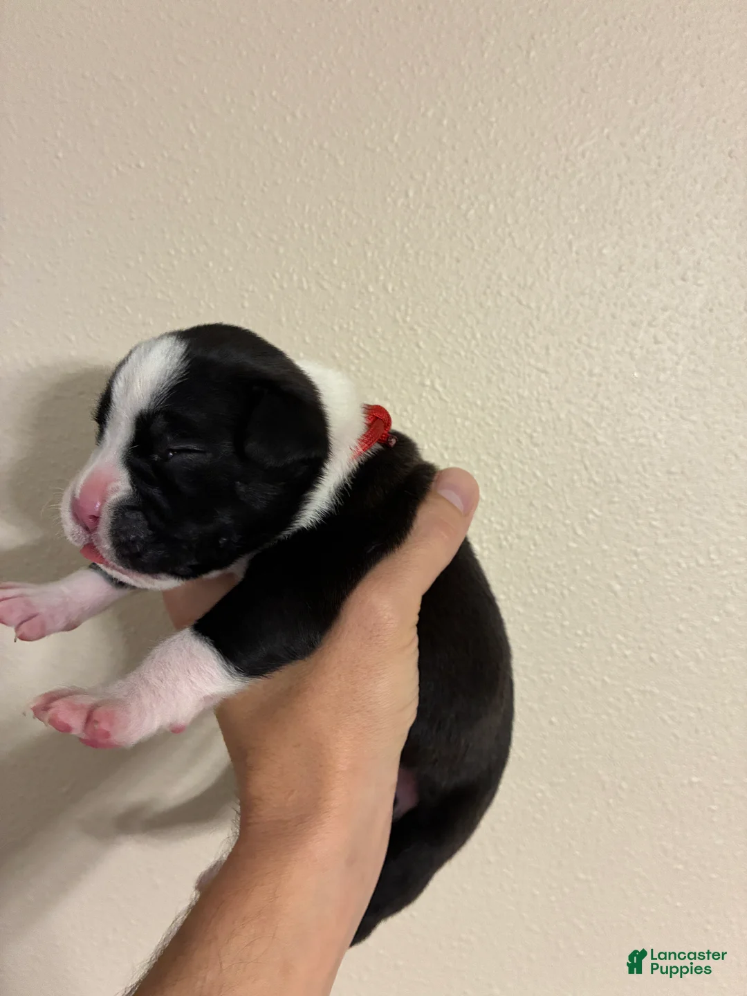 Boxer dogs for sale: Red Collar - Ad 2