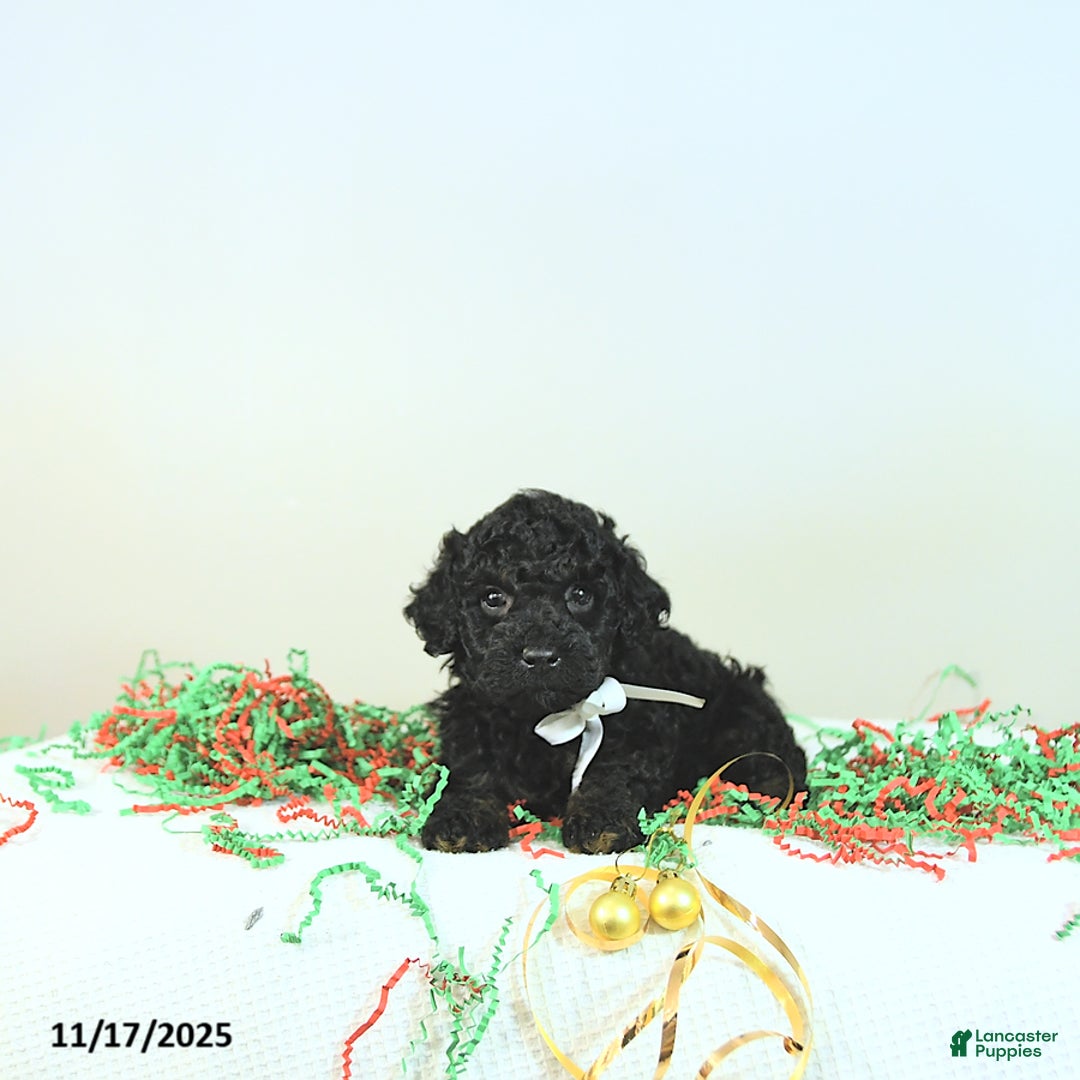 Miniature Poodle dogs for sale: Alvin - Ad 9