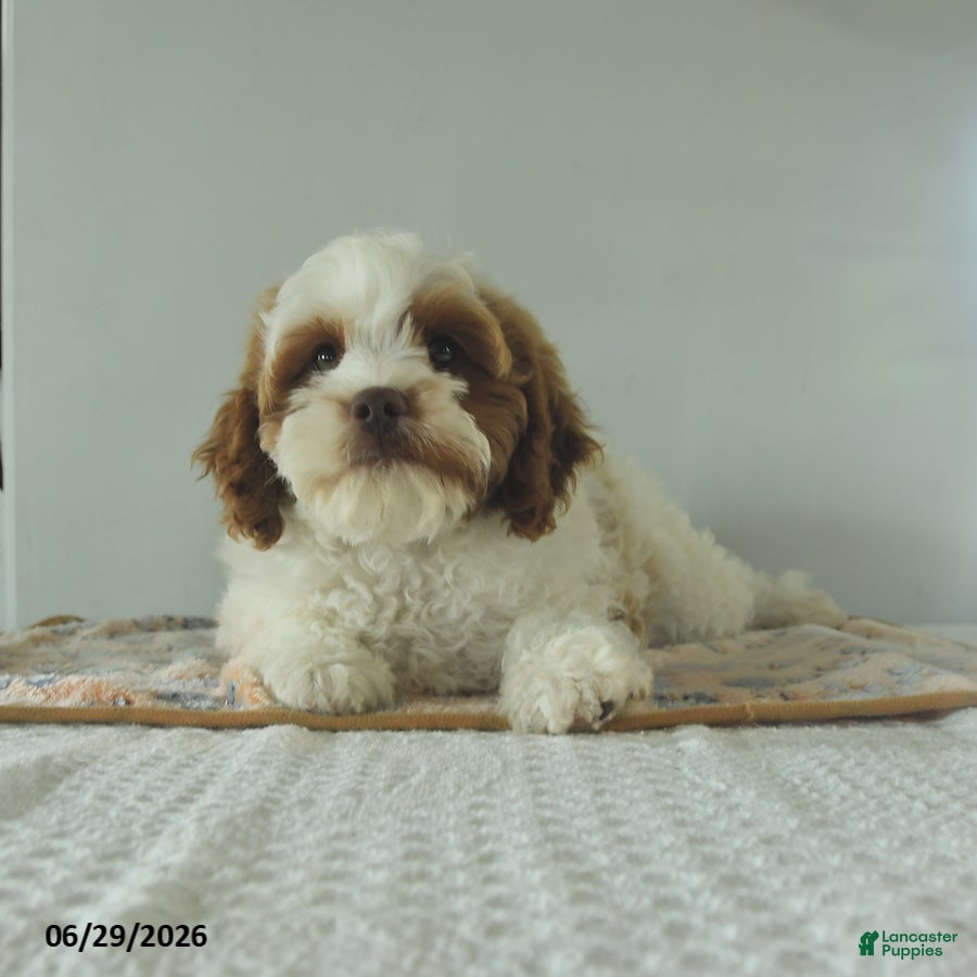 Cavapoo dogs Cooper - Ad 1