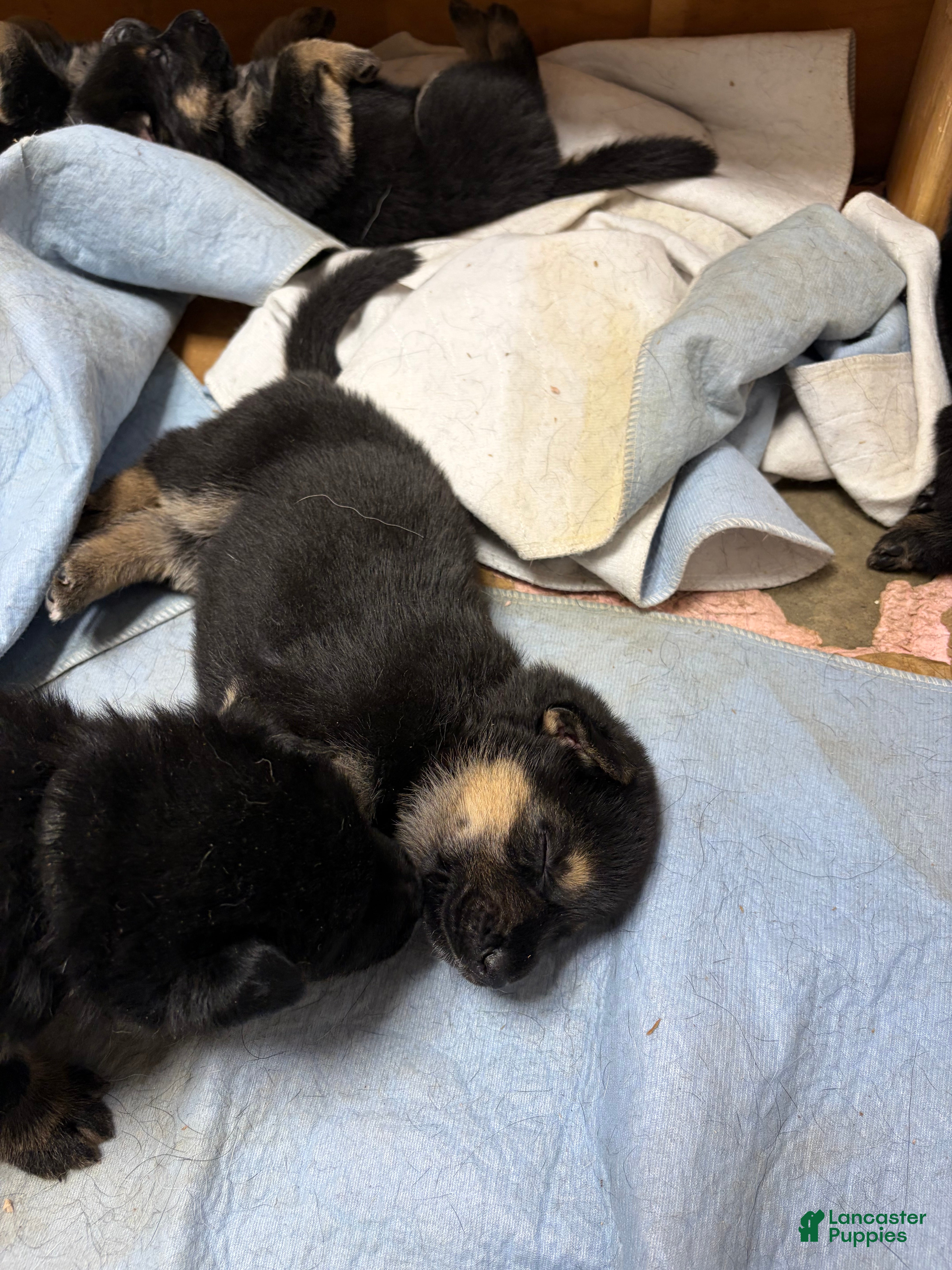 German Shepherd dogs German Shepherd Puppy 3 - Ad 5