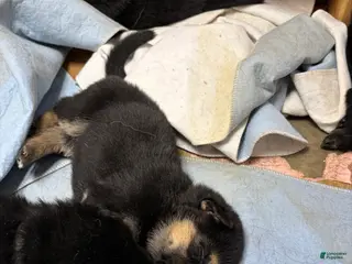 German Shepherd dogs German Shepherd Puppy 3 - Ad 18