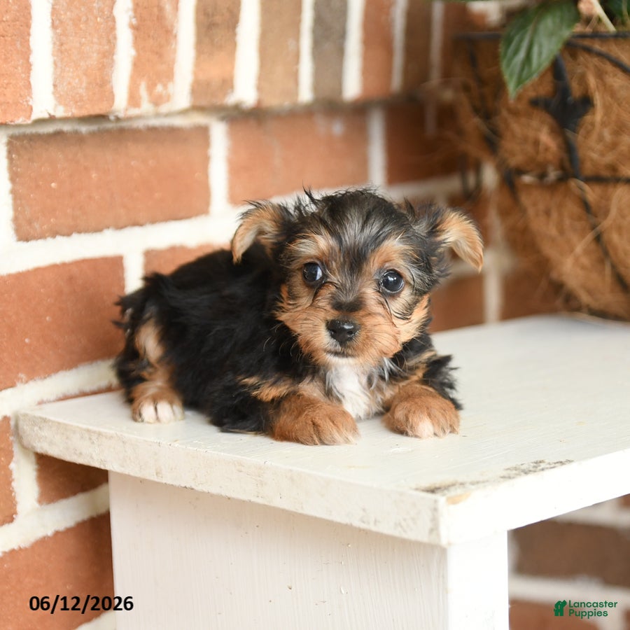 Yorkshire Terrier dogs Bailey - Ad 1