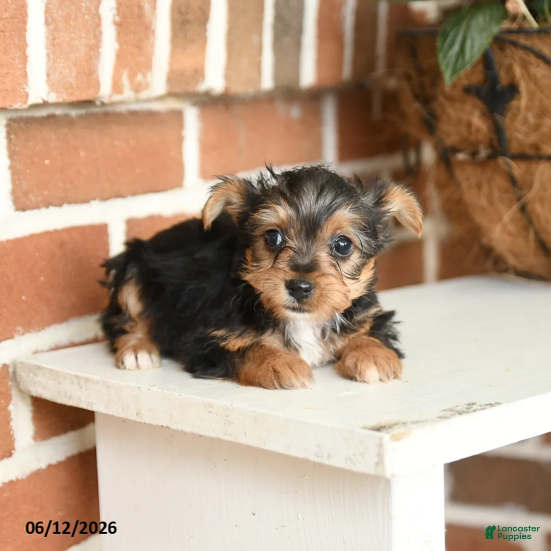 Yorkshire Terrier dogs for sale: Bailey - Ad 1