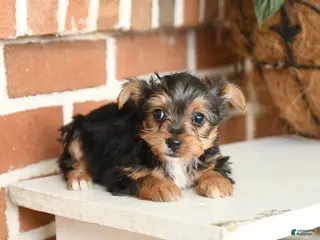 Yorkshire Terrier dogs for sale: Bailey - Ad 3