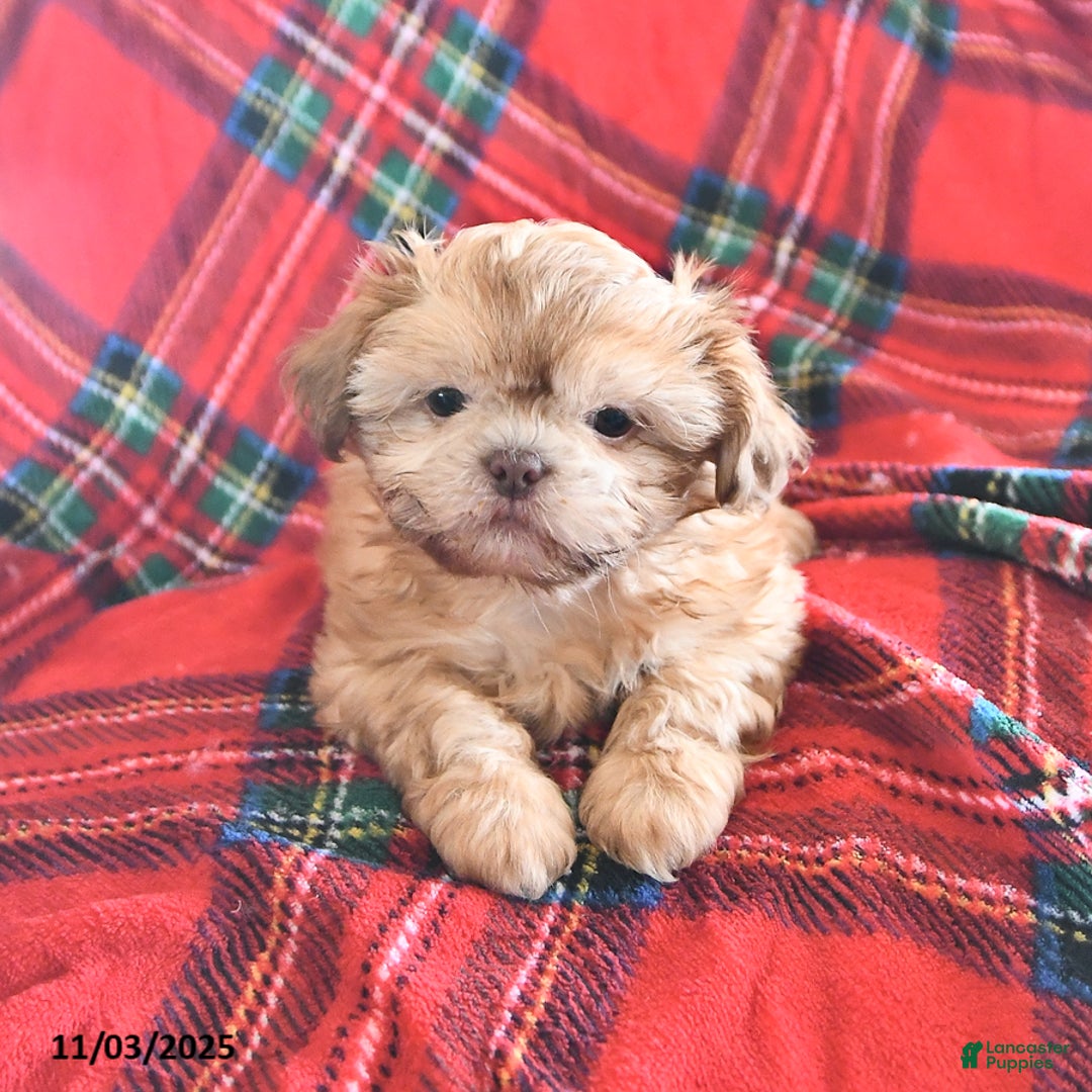 Teddy Bear dogs for sale: Rex - Ad 2