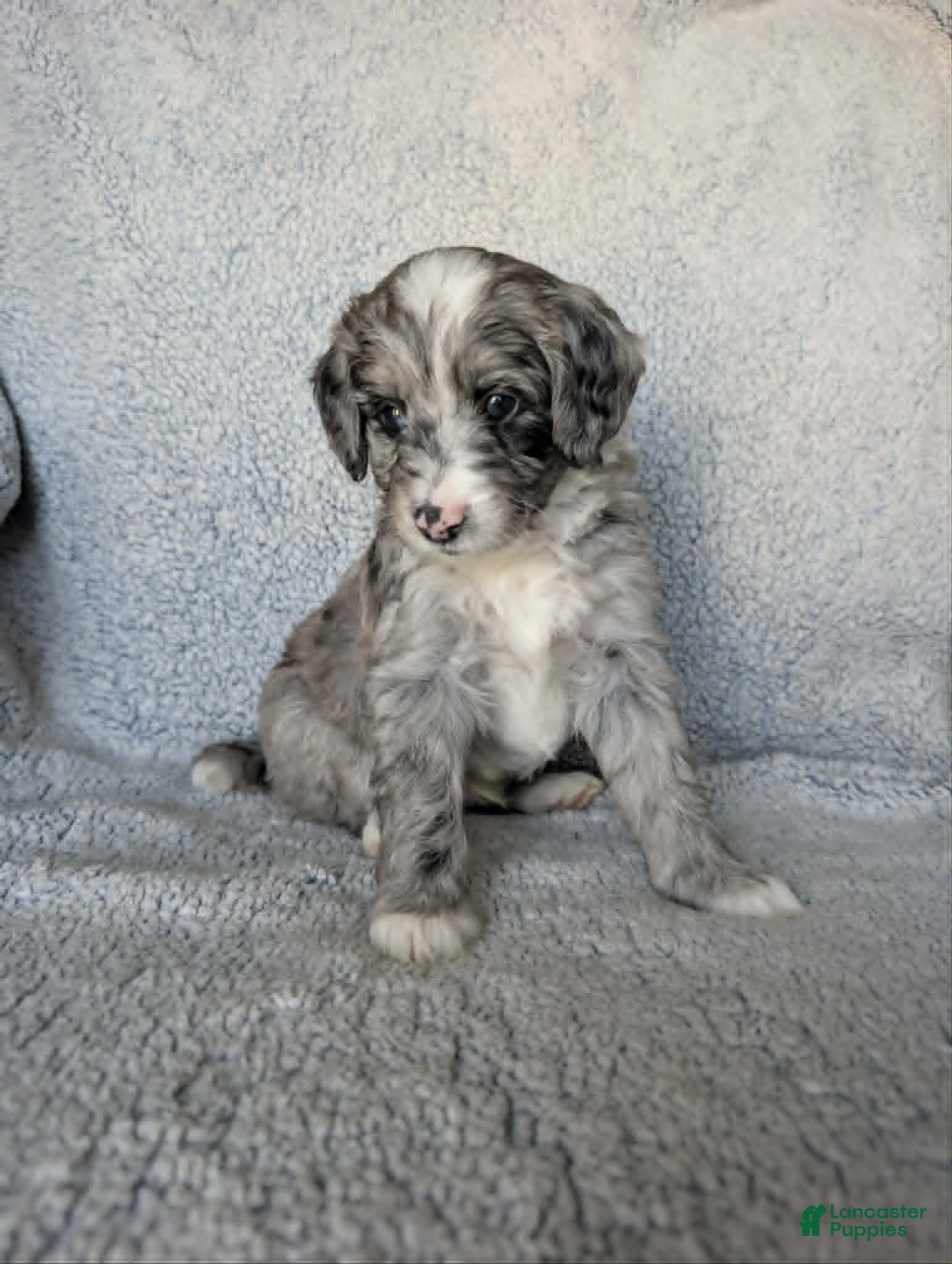 Mixed Breed dogs for sale: Smokey  - Ad 3