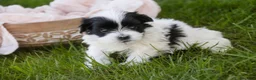 Havanese dogs for sale: Ivan Havanese Puppy  - Ad 5