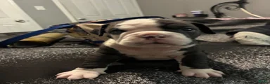 Bulldog Breed Puppy 6
