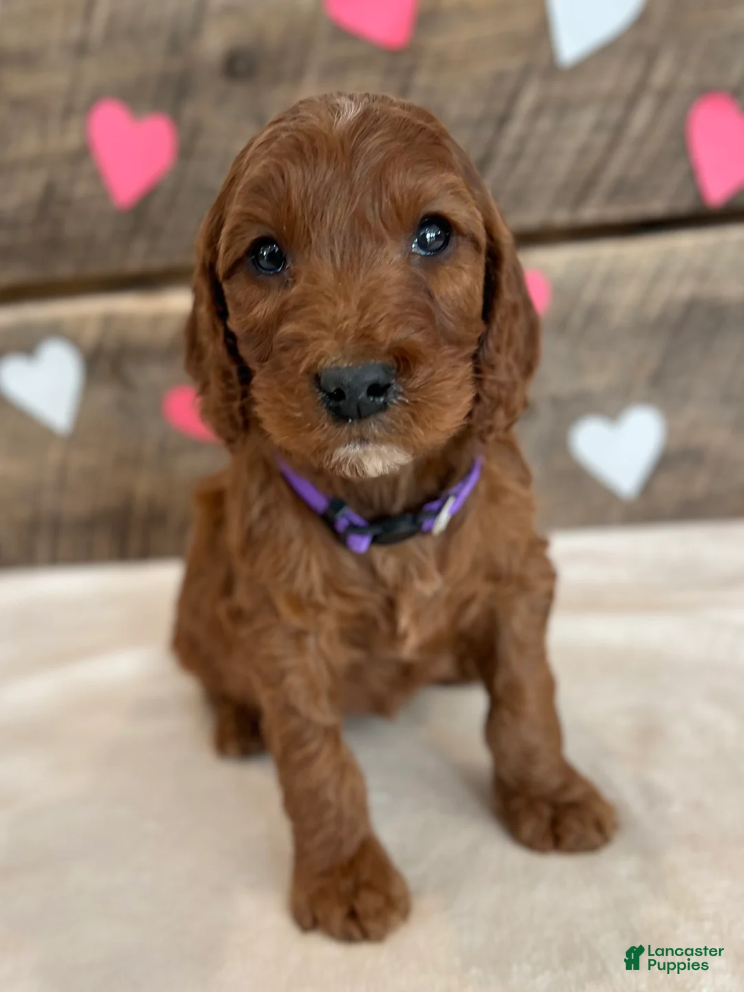 Irish Doodle dogs for sale: Lily - Ad 7