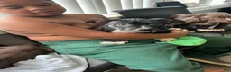 American Bully dogs for sale: American Bully 7 - Ad 2