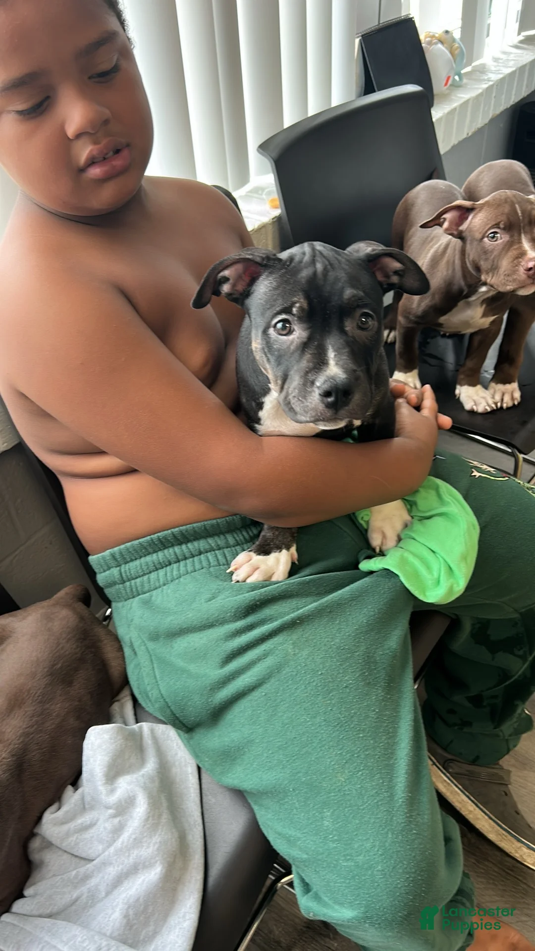 American Bully dogs for sale: American Bully 7 - Ad 2