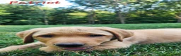 Labrador Retriever dogs for sale: Patriot - Ad 3