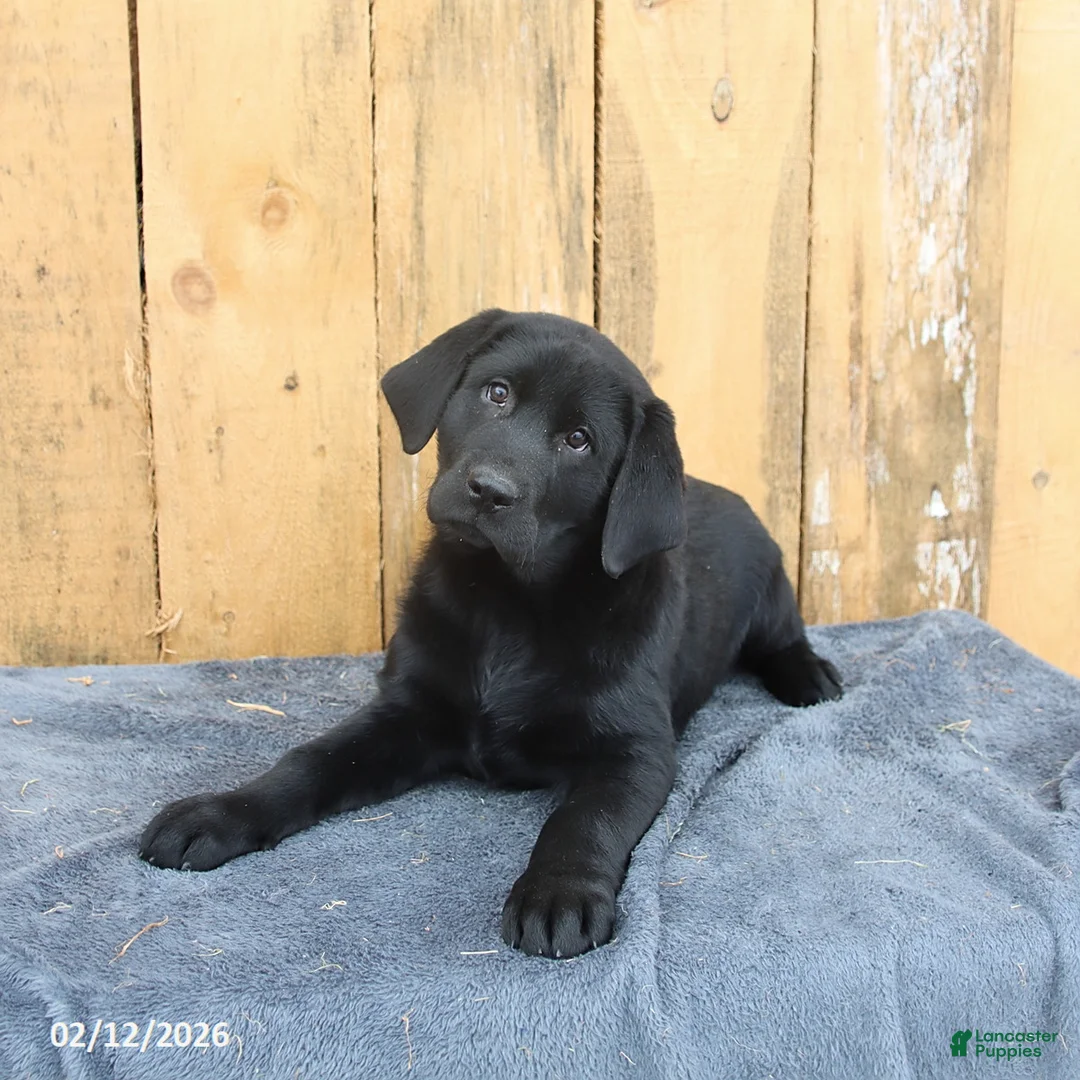 Labrador Retriever dogs for sale: Buddy - Ad 2