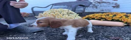 Welsh Springer Spaniel dogs for sale: Lady - Ad 3
