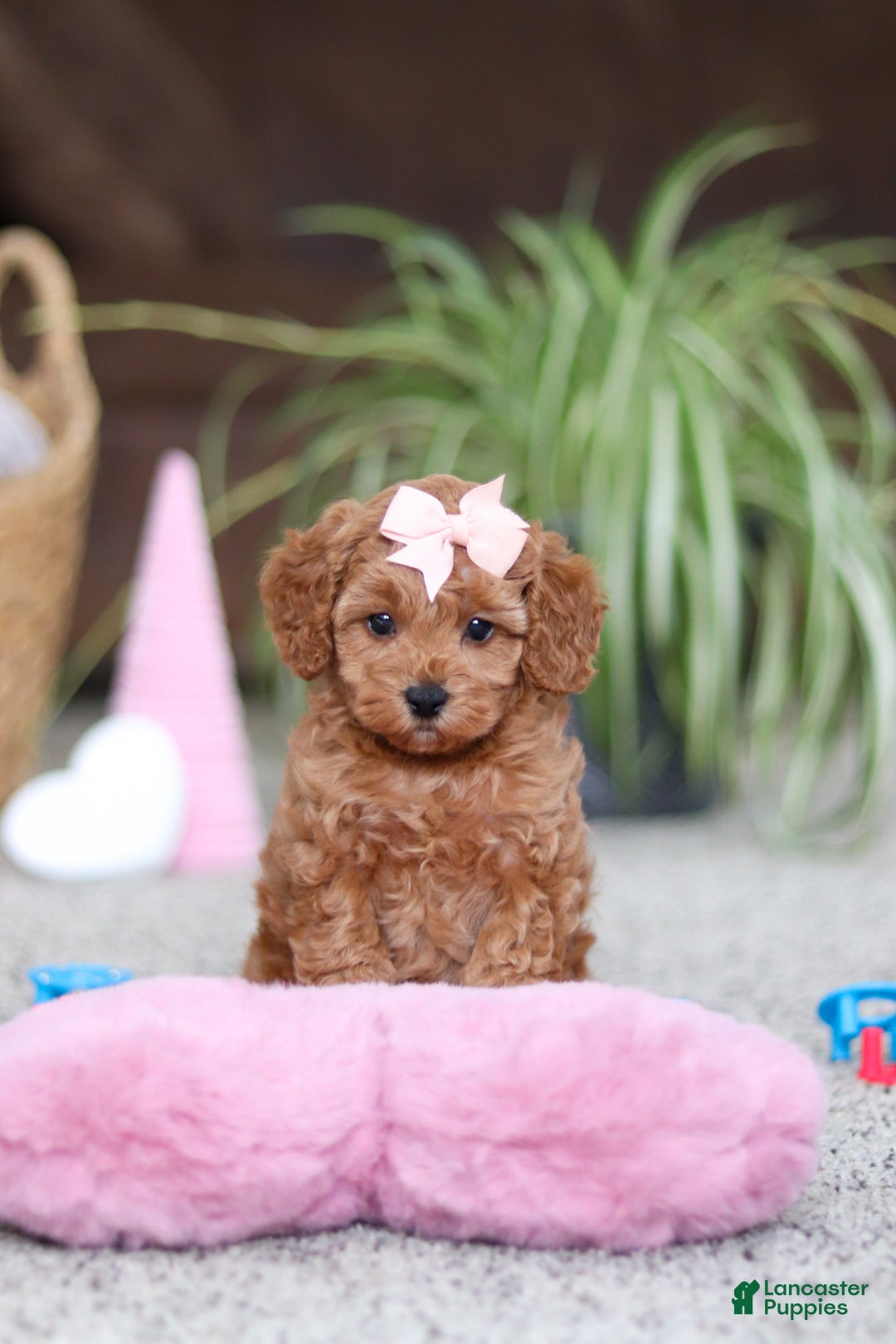 Cavapoo dogs for sale: Adele - Ad 5