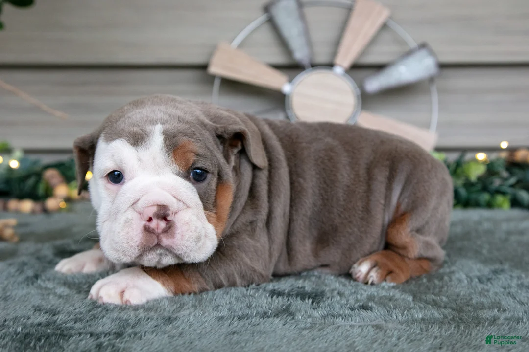 Beabull dogs for sale: Sugar - Ad 3