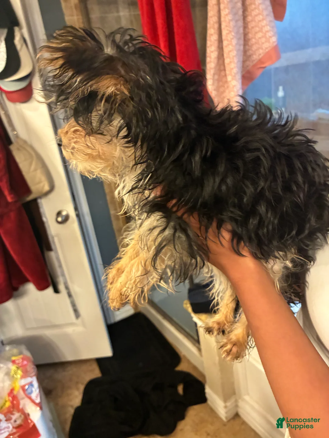 Yorkiepoo dogs for sale: Yorkiepoo Puppy 1 - Ad 4