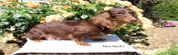 Miniature Dachshund dogs for sale: Corbin - Ad 12