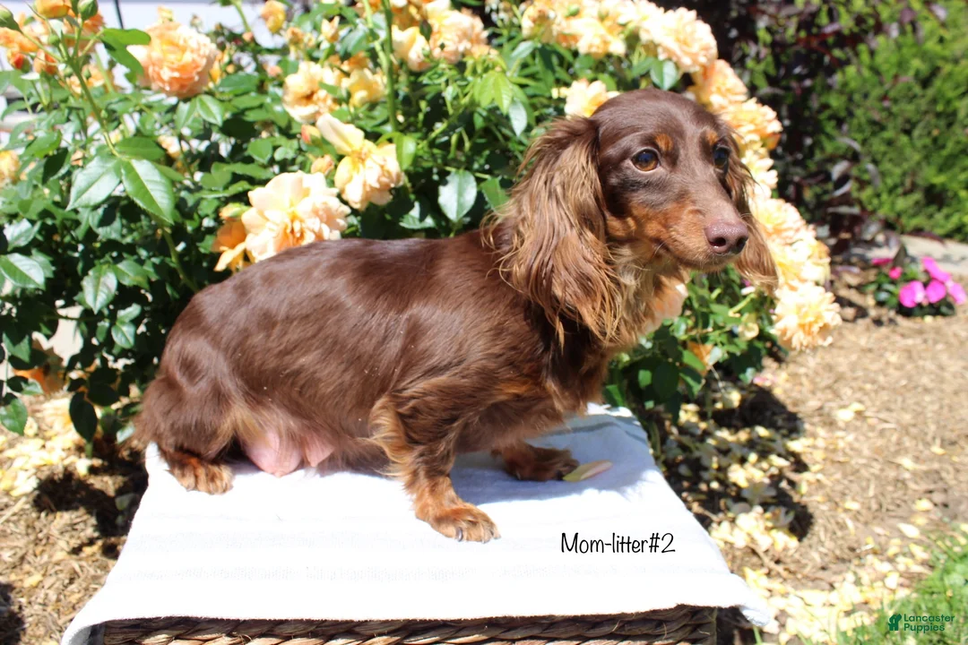 Miniature Dachshund dogs for sale: Corbin - Ad 12