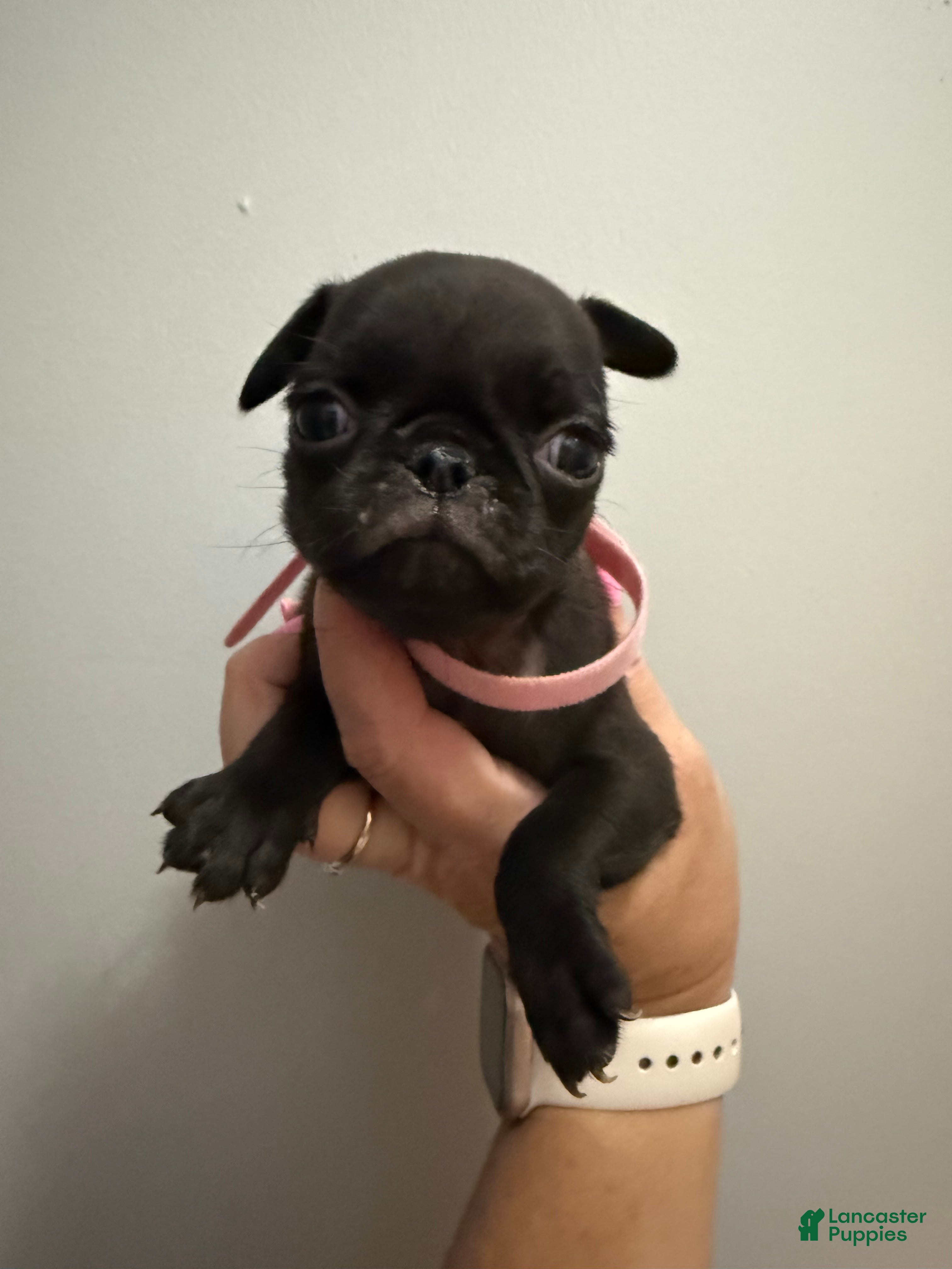 Pug dogs Pink - Ad 4