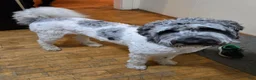 Newfypoo dogs for sale: Dr. Pepper - Ad 6